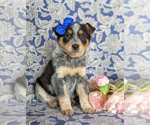 Australian Cattle Dog Puppy for sale in CONESTOGA, PA, USA