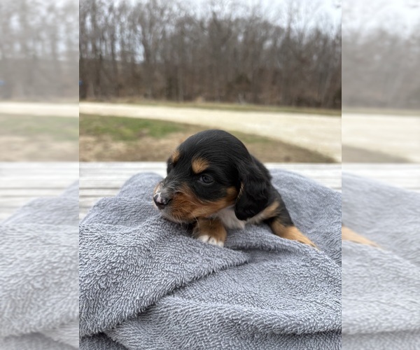 Medium Photo #3 Dachshund Puppy For Sale in MARSHFIELD, MO, USA