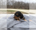 Small #2 Dachshund