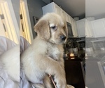 Small Photo #12 Golden Retriever Puppy For Sale in WARWICK, RI, USA
