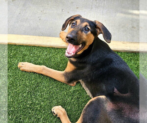 Medium Photo #6 Doberman Pinscher-German Shepherd Dog Mix Puppy For Sale in Chicago, IL, USA