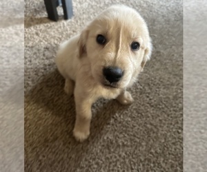Golden Retriever Puppy for sale in BELLEVUE, OH, USA