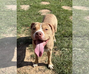 261386  Cozy - Male American Bulldog-Unknown Mix Dog for Adoption - Photo #3