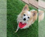 Small #4 Chihuahua