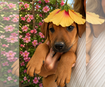 Small #2 Golden Labrador
