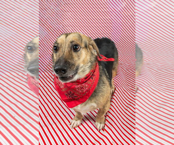 Medium Photo #1 Beagle-Unknown Mix Puppy For Sale in Frenchburg, KY, USA