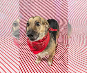 Beagle-Unknown Mix Dogs for adoption in Frenchburg, KY, USA