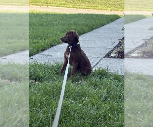 Medium Photo #4 Labrador Retriever-Unknown Mix Puppy For Sale in Aurora, IN, USA