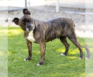 Bull-Boxer Dogs for adoption in Camarillo, CA, USA