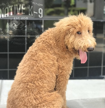 Medium Photo #1 Goldendoodle Puppy For Sale in ATLANTA, GA, USA