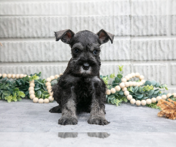 Medium Photo #1 Schnauzer (Miniature) Puppy For Sale in BALTIC, OH, USA