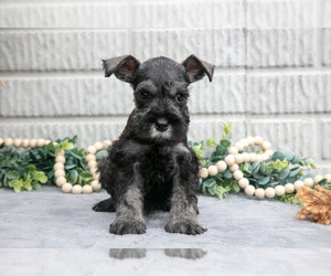 Medium Schnauzer (Miniature)