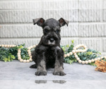 Puppy Bo Schnauzer (Miniature)