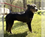 Small #2 Australian Shepherd