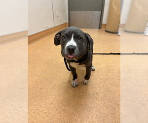 Mutt Dogs for adoption in Martinez, CA, USA