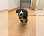 SAGE - Female Mutt Dog for Adoption - Small photo