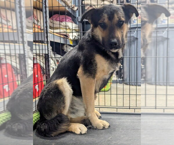 Medium Photo #3 Mutt Puppy For Sale in Evansville, IN, USA
