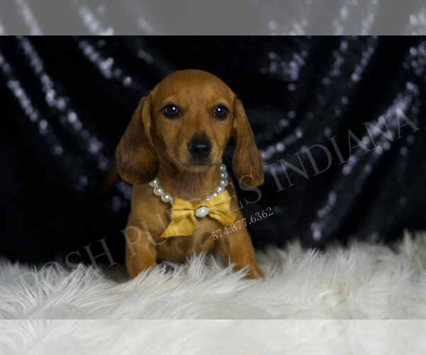 Medium Photo #2 Dachshund Puppy For Sale in WARSAW, IN, USA