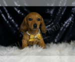 Small #1 Dachshund