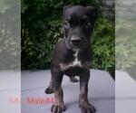 Small Photo #6 American Pit Bull Terrier Puppy For Sale in POPLAR BLUFF, MO, USA