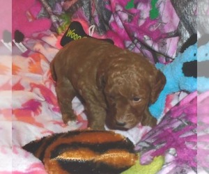 Poodle (Standard) Puppy for sale in HOWE, ID, USA