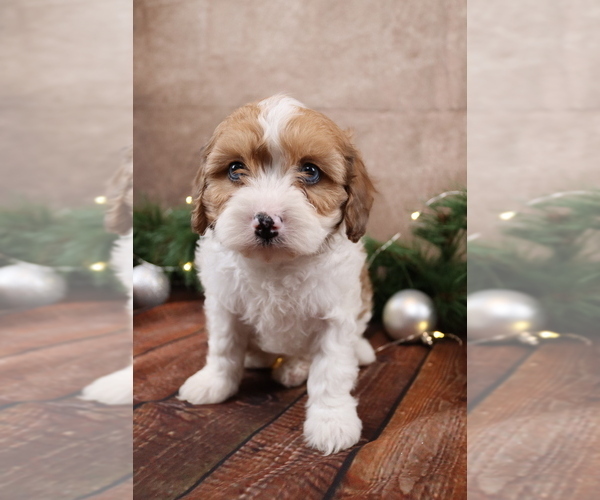 Medium Photo #6 Cavapoo (Toy) Puppy For Sale in WEST SALEM, OH, USA