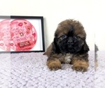 Small #3 Shih-Poo