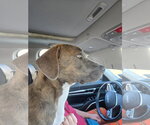 Small #11 American Pit Bull Terrier-Labrador Retriever Mix