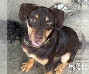 Par - Male Labrador Retriever-Unknown Mix Dog for Adoption - Photo #4
