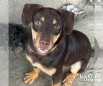 Small Photo #4 Labrador Retriever-Unknown Mix Puppy For Sale in Washington, DC, USA