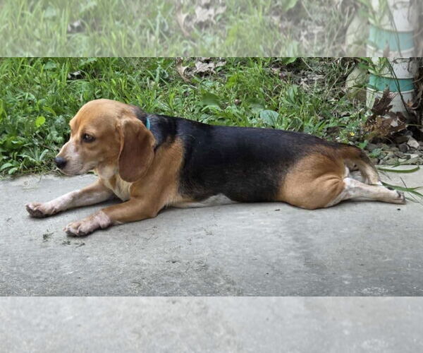 Medium Photo #11 Beagle Puppy For Sale in Dunnellon, FL, USA