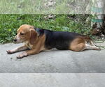 Small #10 Beagle