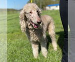 Small #3 Poodle (Standard)