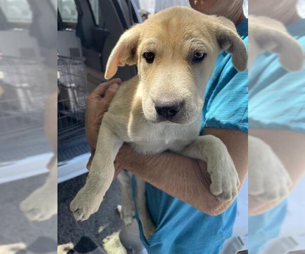 Medium Photo #1 Mutt Puppy For Sale in Stockton, CA, USA