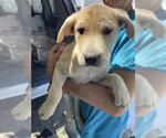 Small Mutt