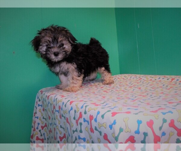 Medium Photo #1 Morkie Puppy For Sale in PATERSON, NJ, USA