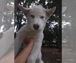 Siberian Husky Puppy for sale in FLORENCE, SC, USA