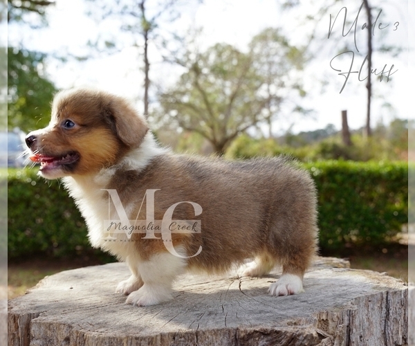 Medium Photo #2 Pembroke Welsh Corgi Puppy For Sale in FLORALA, AL, USA