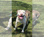 Small #4 American Bulldog