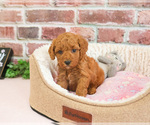 Small #2 Cavapoo (Miniature)