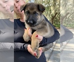 Small Photo #1 German Shepherd Dog Puppy For Sale in GRAND ISLAND, FL, USA