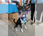 Small Photo #2 Mutt Puppy For Sale in Silver Spring, MD, USA