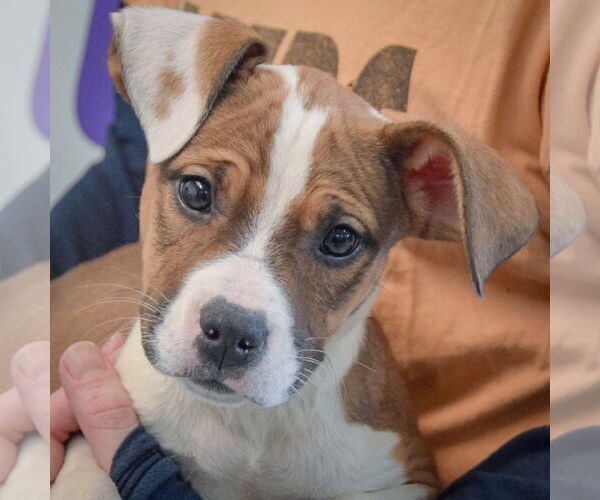 Medium Photo #6 American Staffordshire Terrier-Boxer Mix Puppy For Sale in Huntley, IL, USA