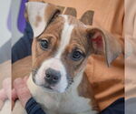 Small #5 American Staffordshire Terrier-Boxer Mix