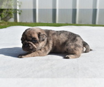 Small #3 Pug