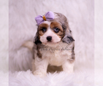Small #2 Cavapoo (Miniature)