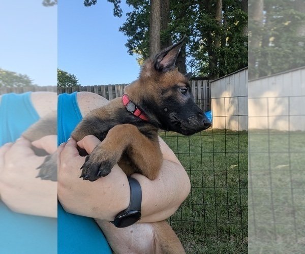 Medium Photo #22 Belgian Malinois Puppy For Sale in OSHKOSH, WI, USA