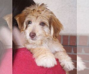 Malteagle Dogs for adoption in Carrollton, TX, USA