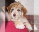 Small Malteagle