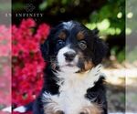 Small #2 Aussiedoodle Miniature 